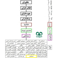 گونه خفاش سروتین Common Serotine